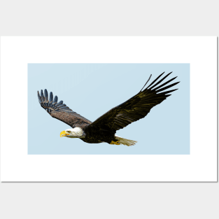 Bald Eagle in flight Posters and Art